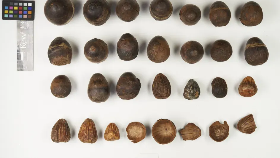 Olacaceae fruits, economic botany © RBG Kew