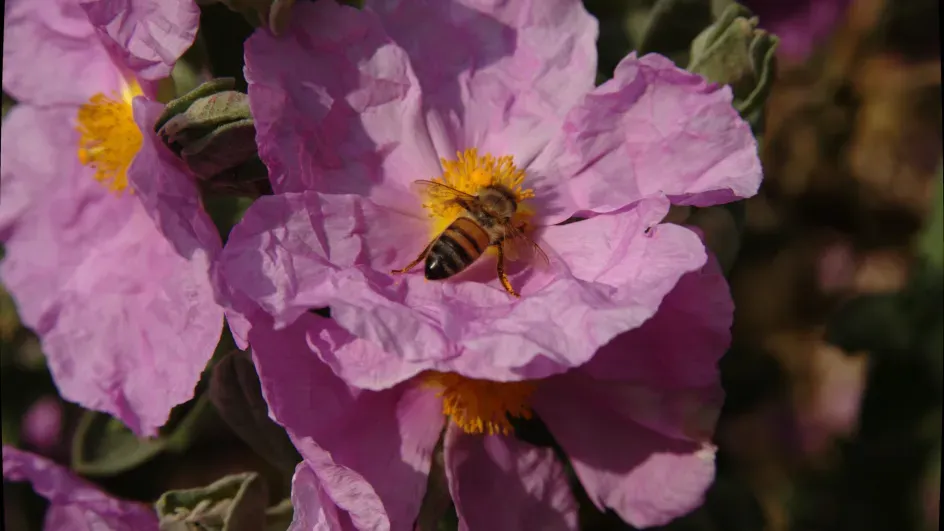 Cistus albidus © RBG Kew