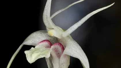 Orchid Dendrobium cokronagoroi from Indonesia