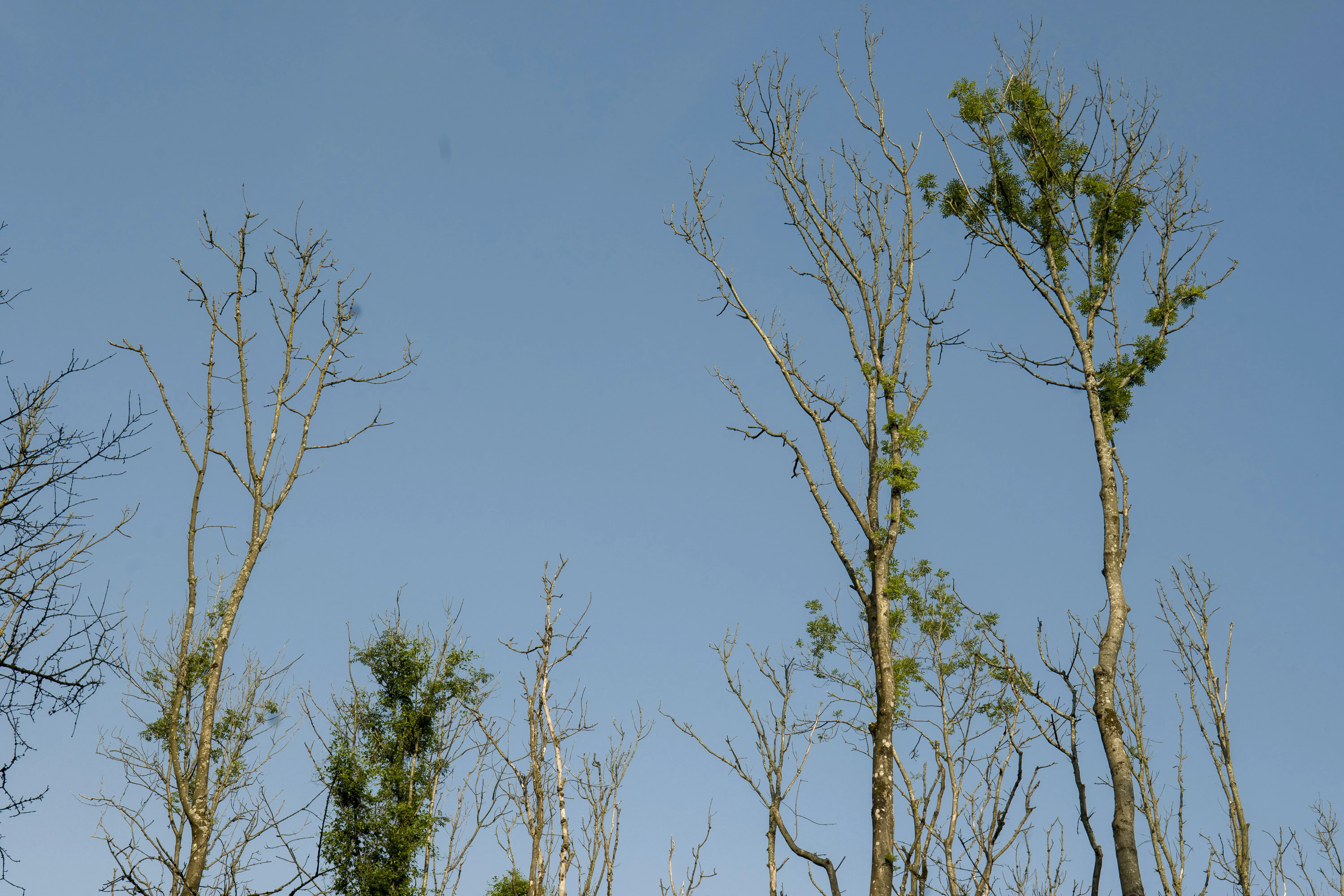 Ash trees with dieback at the Woodland trust’s Marden Park. Paul Figg © RBG Kew. Ash trees with bare branches against a blue sky