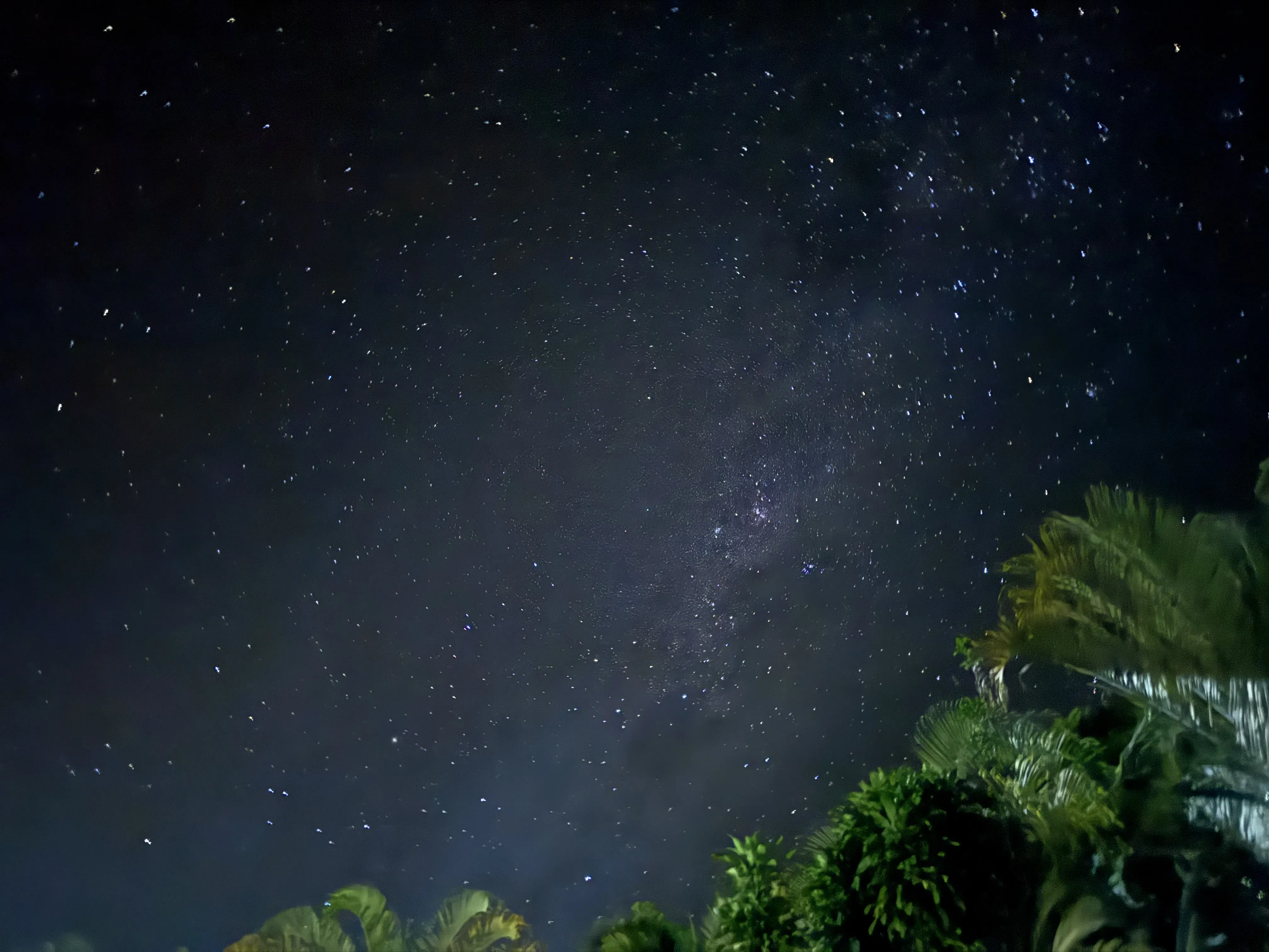 The night sky. © Max Ticehurst A night sky with stars and trees