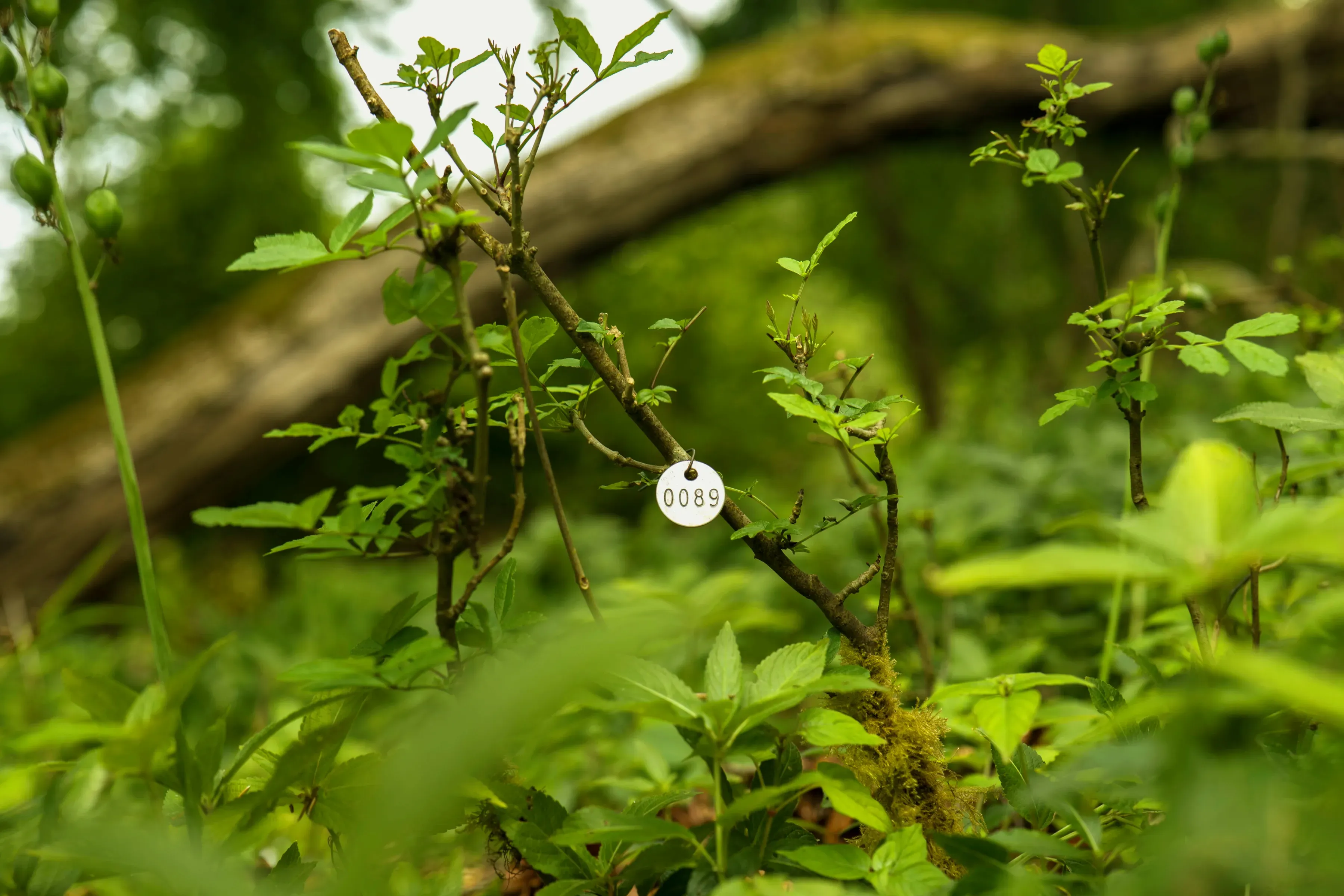 One of the young ash trees sampled in the study. Paul Figg © RBG Kew. An ash tree sapling a few feet tall. Attached to it is a metal disk engraved with the number 0089.