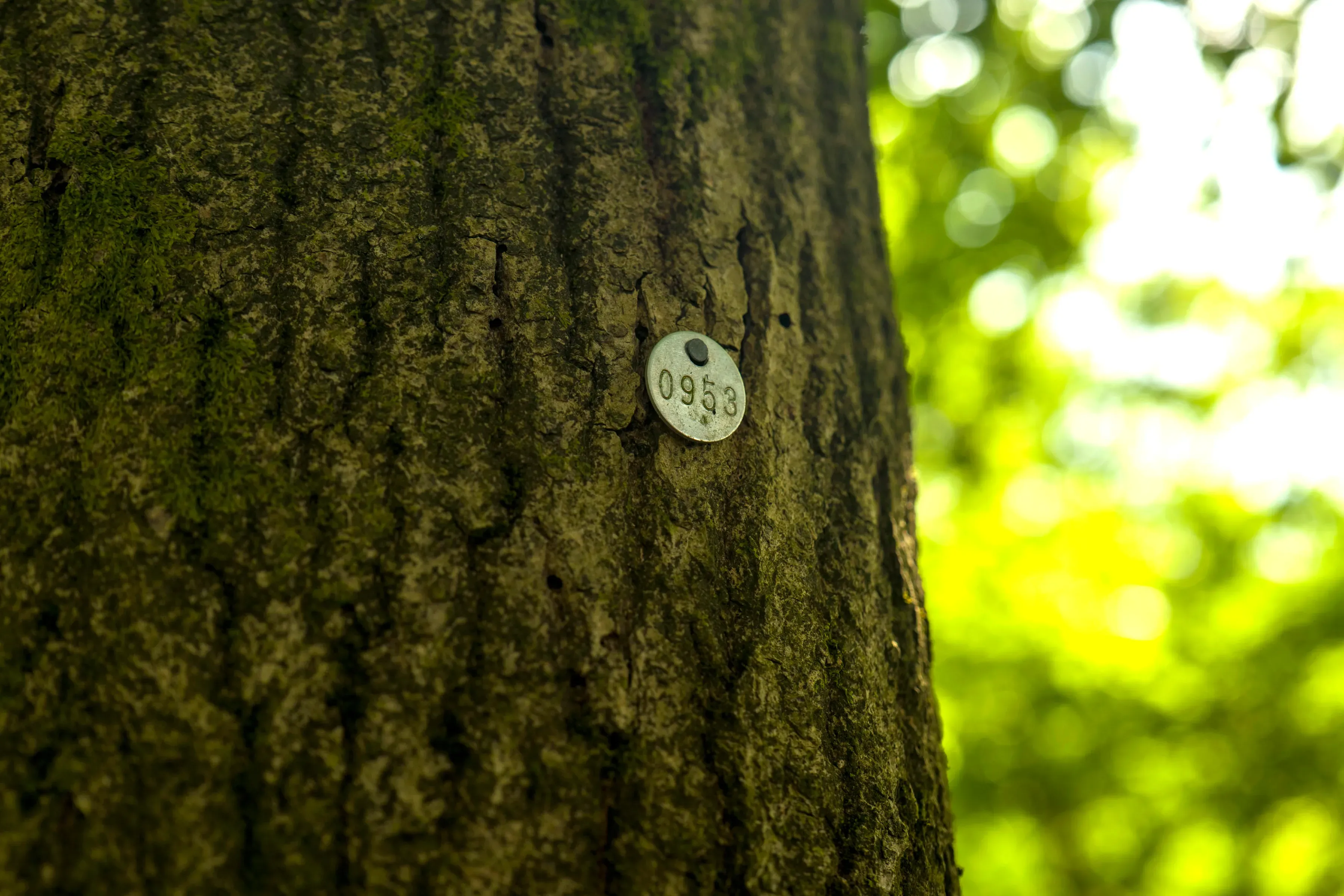 One of the old ash trees sampled in the study. Paul Figg © RBG Kew. A large ash tree trunk. Attached to it is a metal disk engraved with the number 0953.