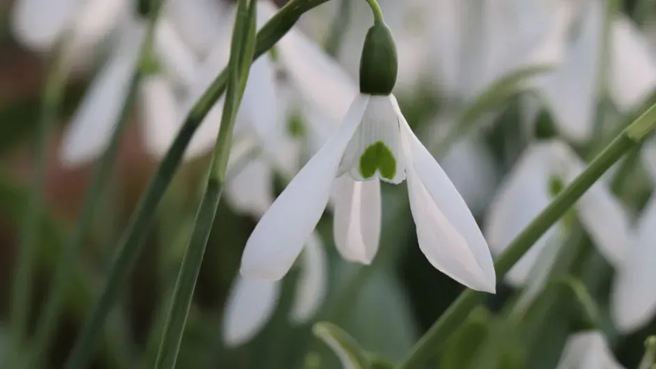 Common snowdrop flower, Zoe Stewart © RBG Kew