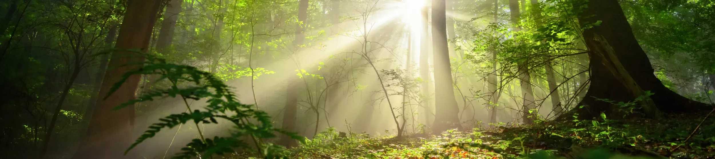 SOTWPF 2023 A forest landscape has light shining through gaps in the canopy. Leaf litter covers the floor.