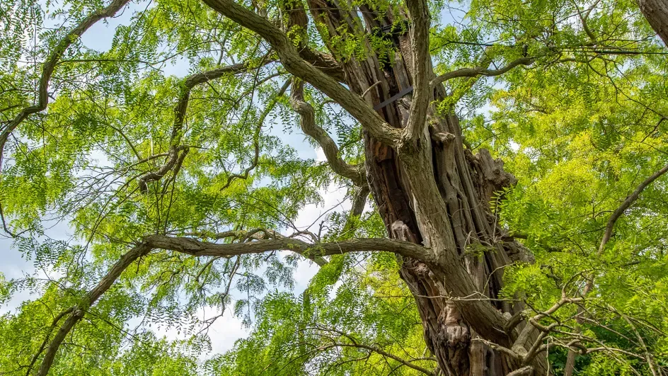 Robinia pseudoacacia near the Orangery, spring 2023