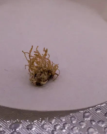 Gibellula attenboroughii on an orb-weaving cave spider (Metellina merianae) An orb-weaving cave spider is barely visible due to it being infected with Gibellula attenboroughii