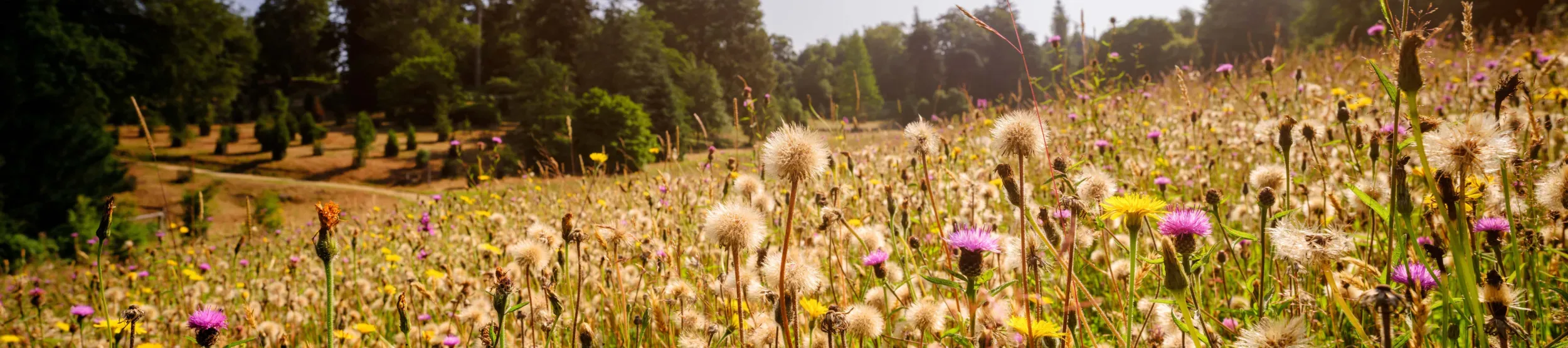 Bloomers Valley, Jim Holden © RBG Kew Bloomers Valley