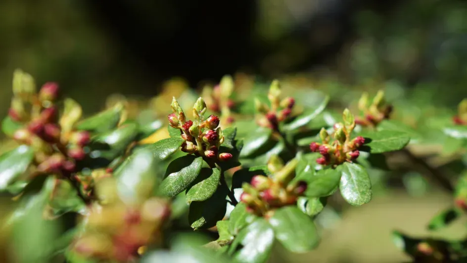 Nothofagus Salandri (Black Beech), Wakehurst, Ellen McHale/RBG Kew