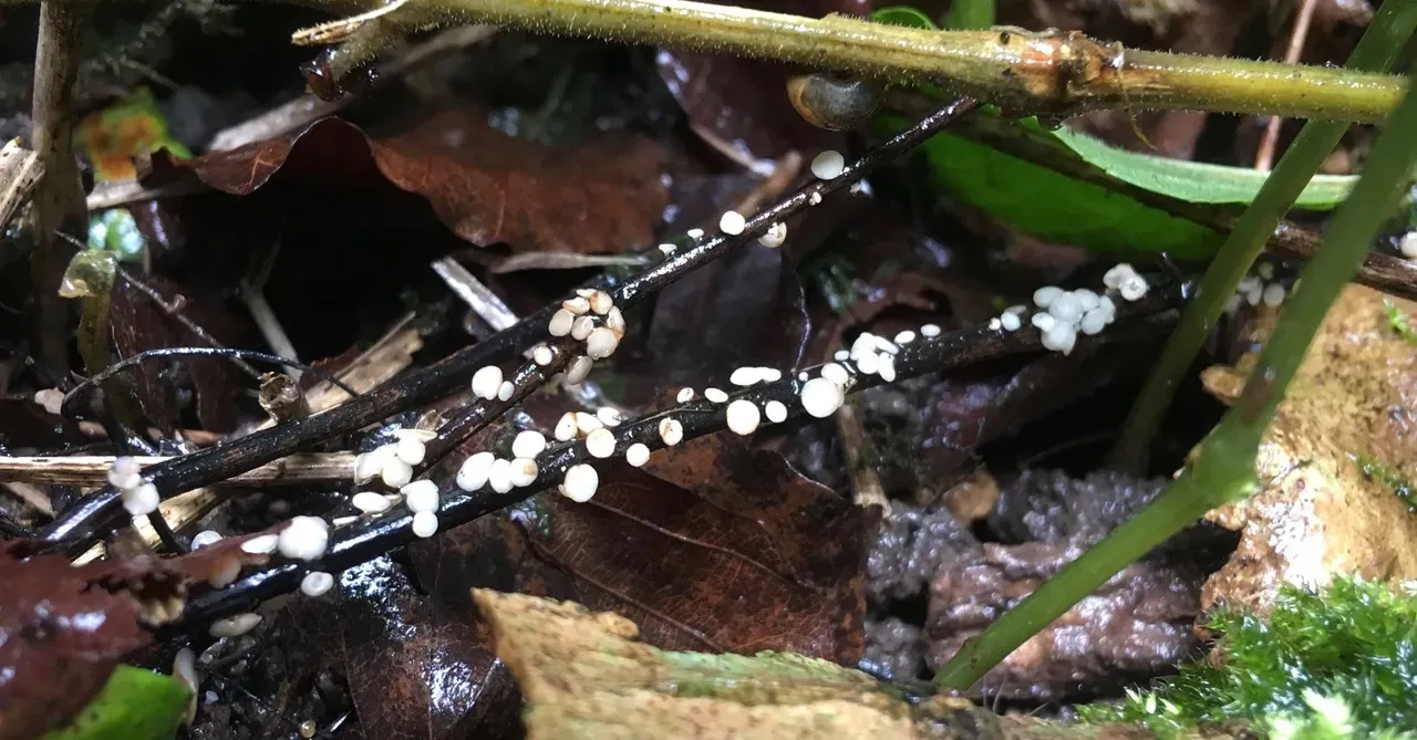 Mushrooms on leaf litter infected by ash dieback. Richard Buggs © RBG Kew Pale mushrooms on fallen leaf litter