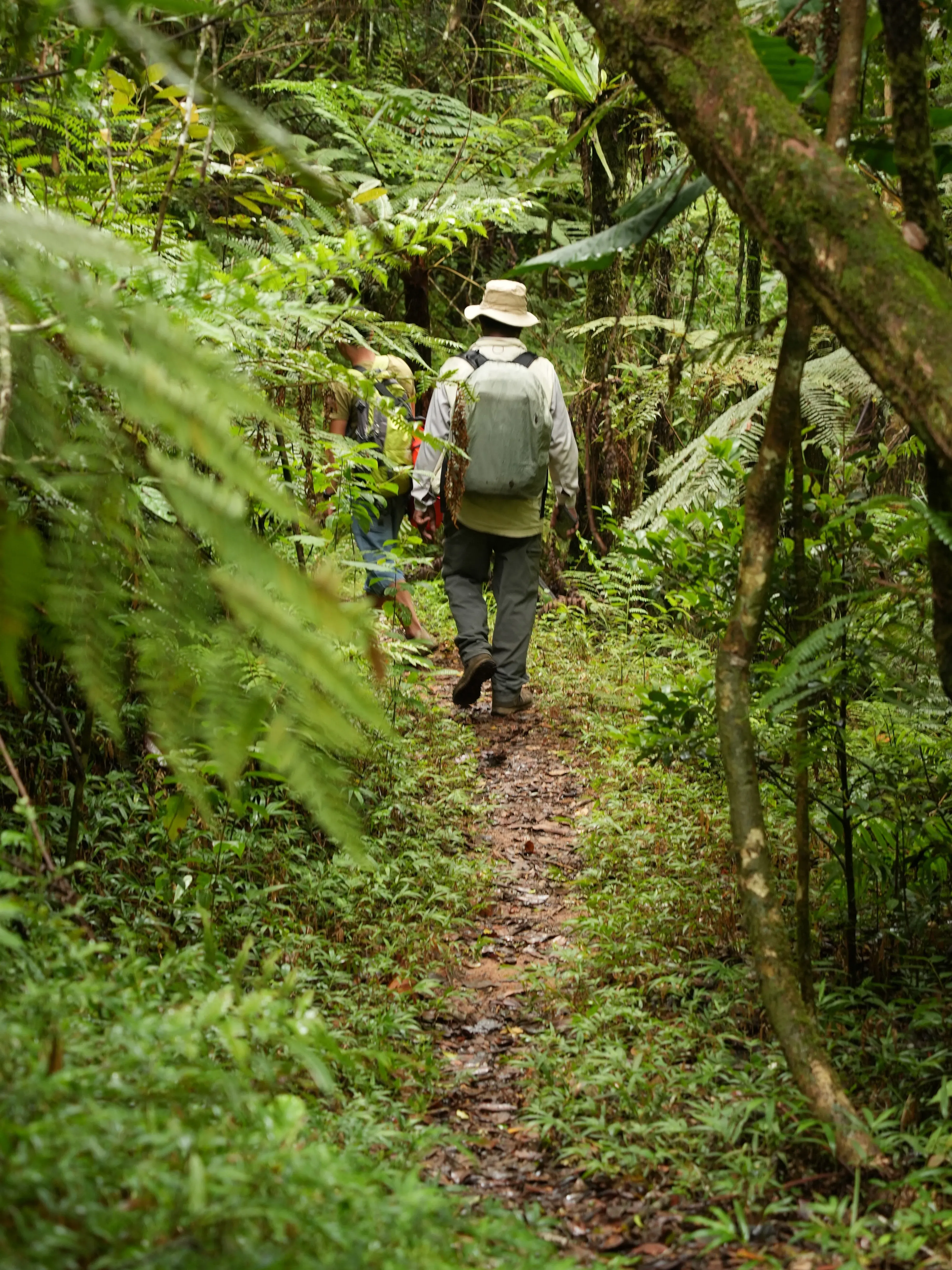 Kew staff walking through the Andasibe-Mantadia national park of Madagascar. Image credit - Duyu Wang A person walking on a trail in a forest