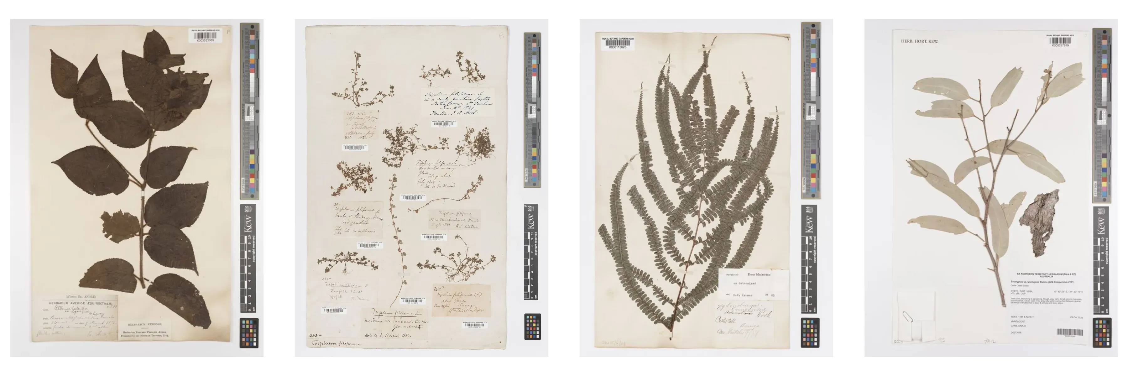 Explore Kew’s digitised herbarium—millions of historic plant specimens now just a click away. Four digitised herbarium specimen sheets from Kew’s collection, each displaying a preserved plant including leaves, flowers, and handwritten labels, alongside scale and colour reference bars.