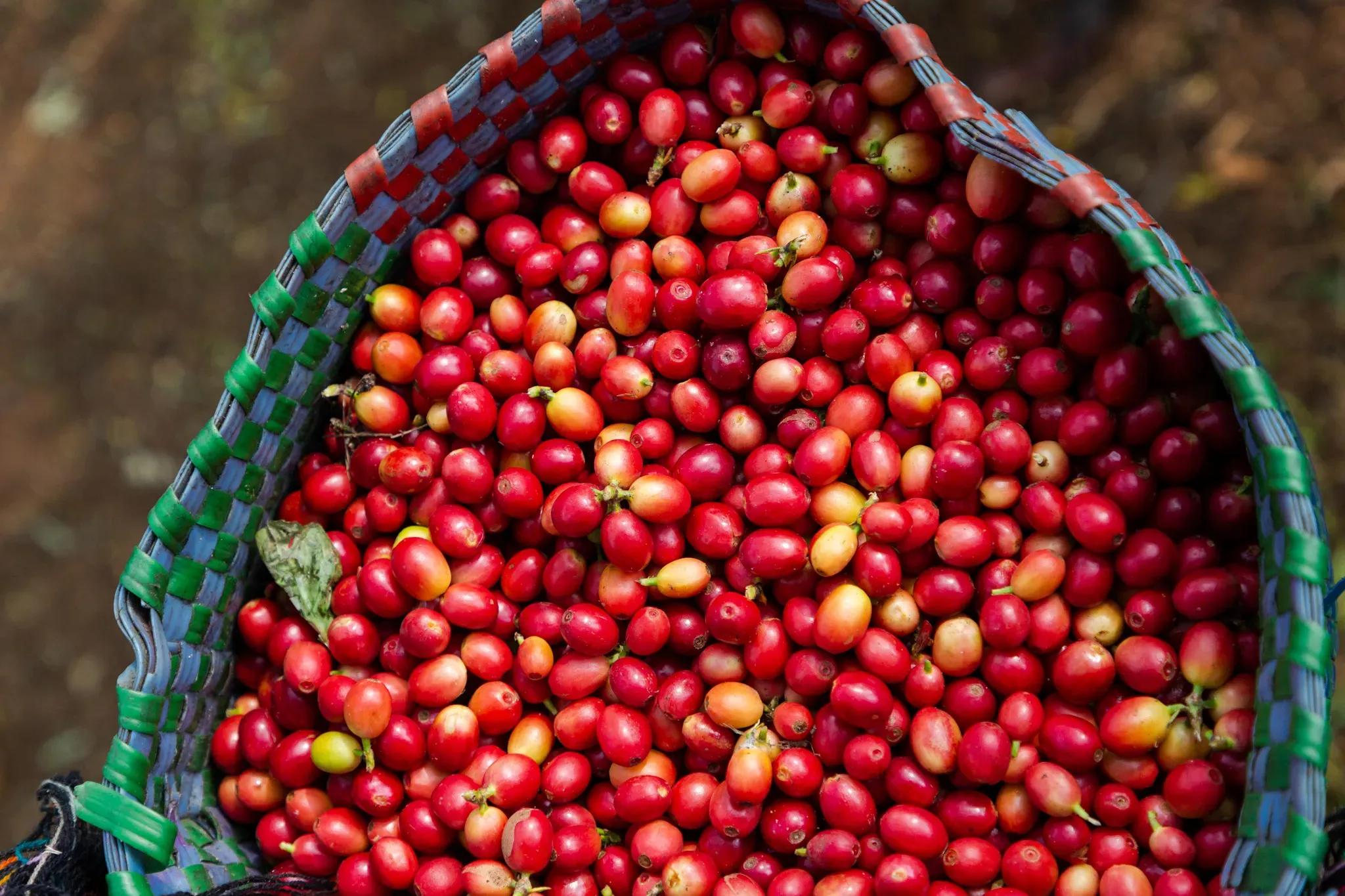 Freshly picked, ripe coffee cherries from a shade-grown plantation reflect the hard work and dedication of smallholder farmers striving for quality and environmental stewardship © Alejandro Guerrero A woven basket filled with ripe coffee fruit