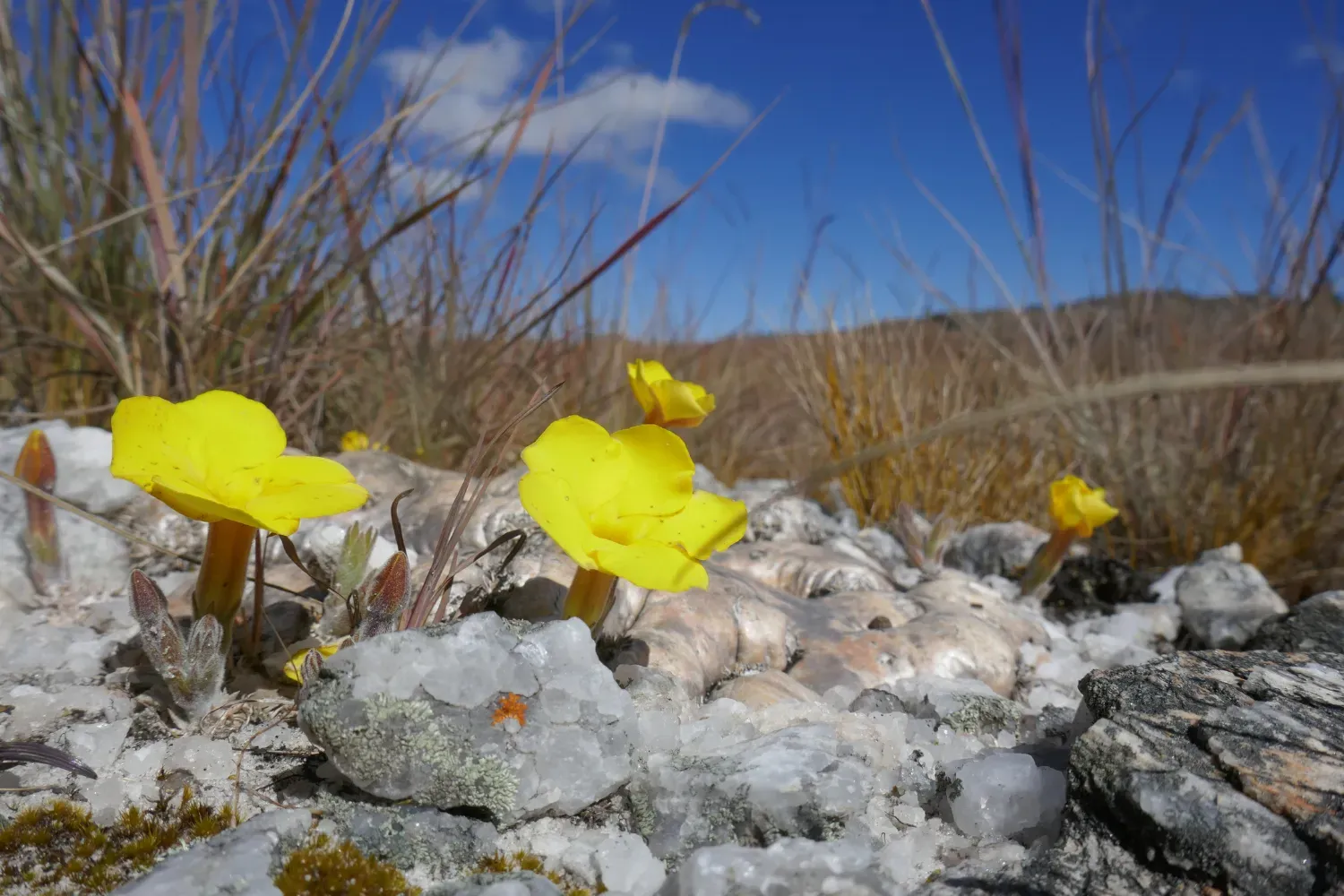 Pachypodium brevicaule in the Itremo Massif Protected Area Pachypodium brevicaule in the Itremo Massif Protected Area, photo taken by Nomentsoa Randriamamonjy.