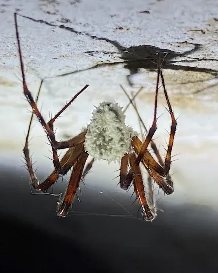 Gibellula attenboroughii on an orb-weaving cave spider (Metellina merianae)