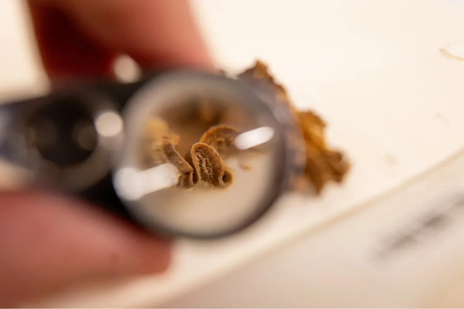 Magnified Detail of a Preserved Fungus from Kew's Fungarium Close-up view through a magnifier showing the detailed texture of a preserved fungal specimen.