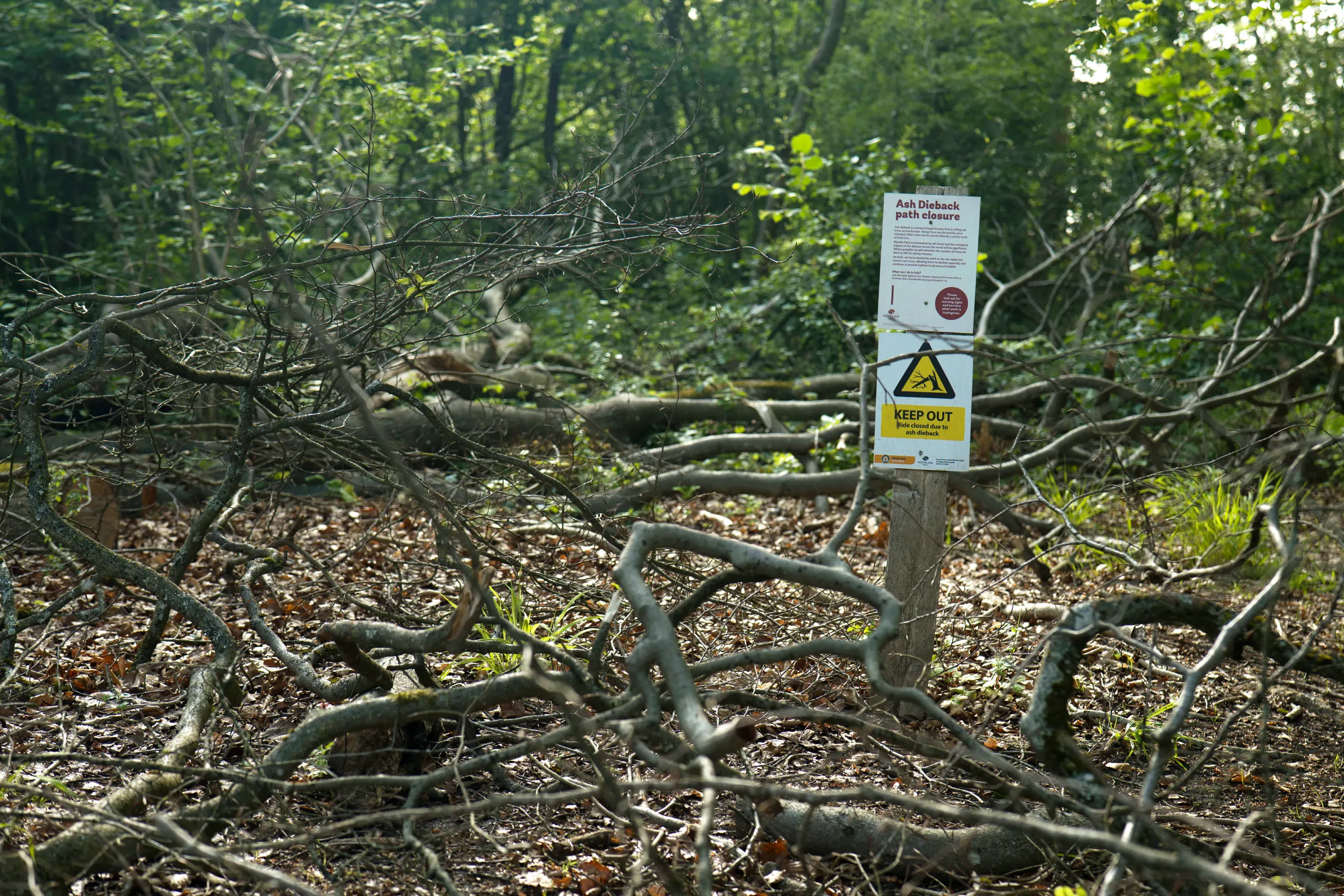 Areas of the Woodland trust’s Marden Park have been closed off due to ash dieback. Paul Figg © RBG Kew. A keep out and information sign on ash dieback, surrounded by fallen branches, with woodland in the background