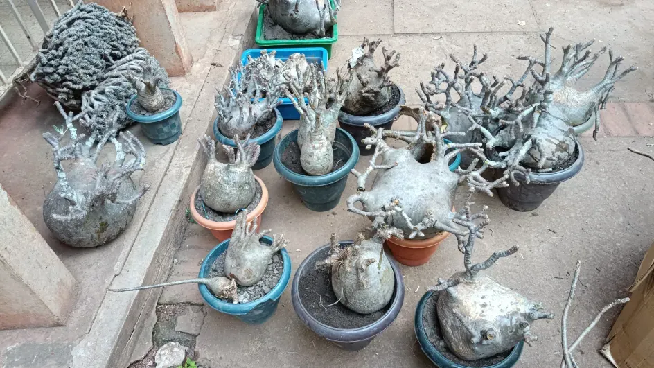 Fighting Illegal Succulent Trade in Madagascar