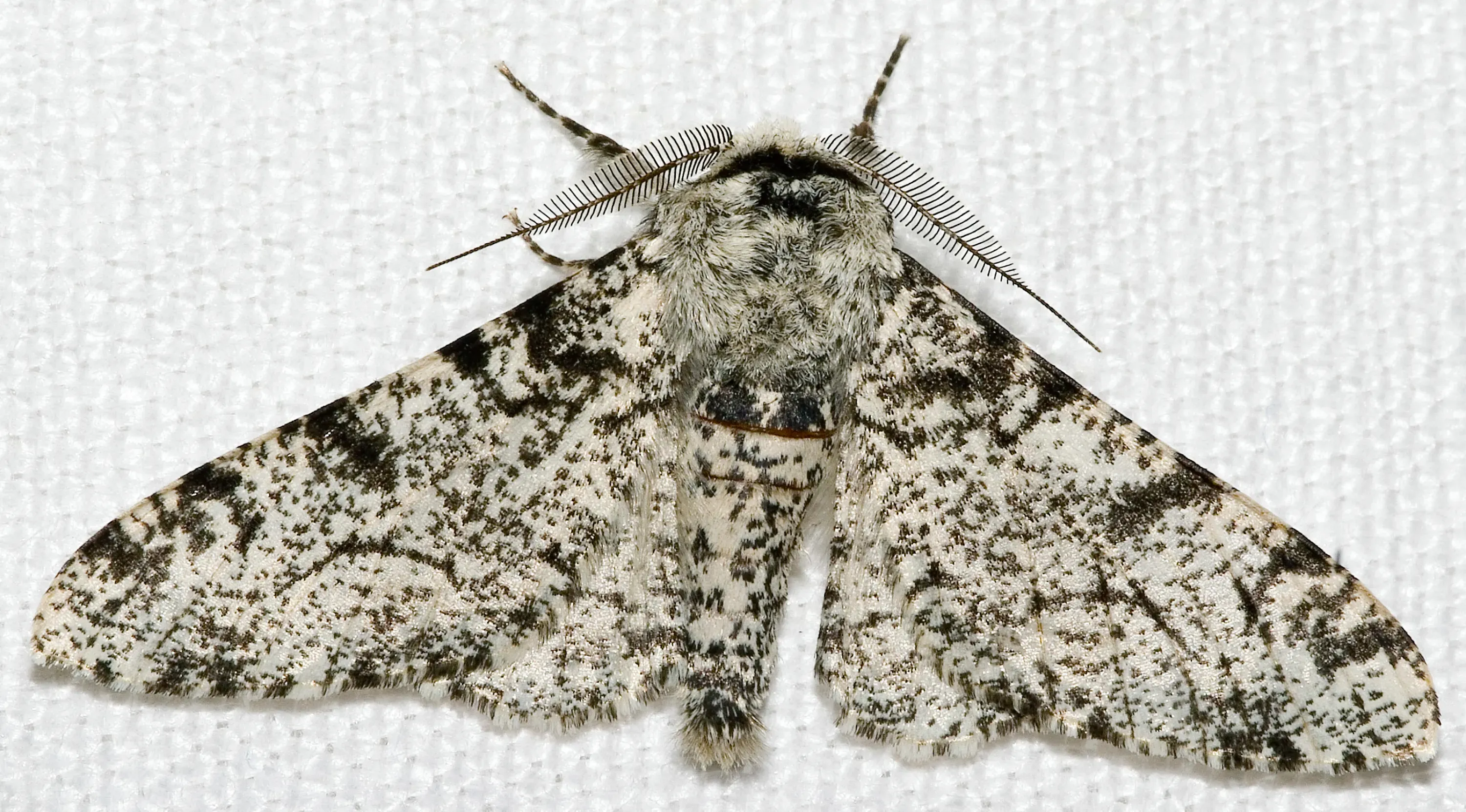 Peppered moth, Biston betularia, peppered form. © Chiswick Chap, CC BY-SA 3.0 A cream-coloured moth with dark speckles