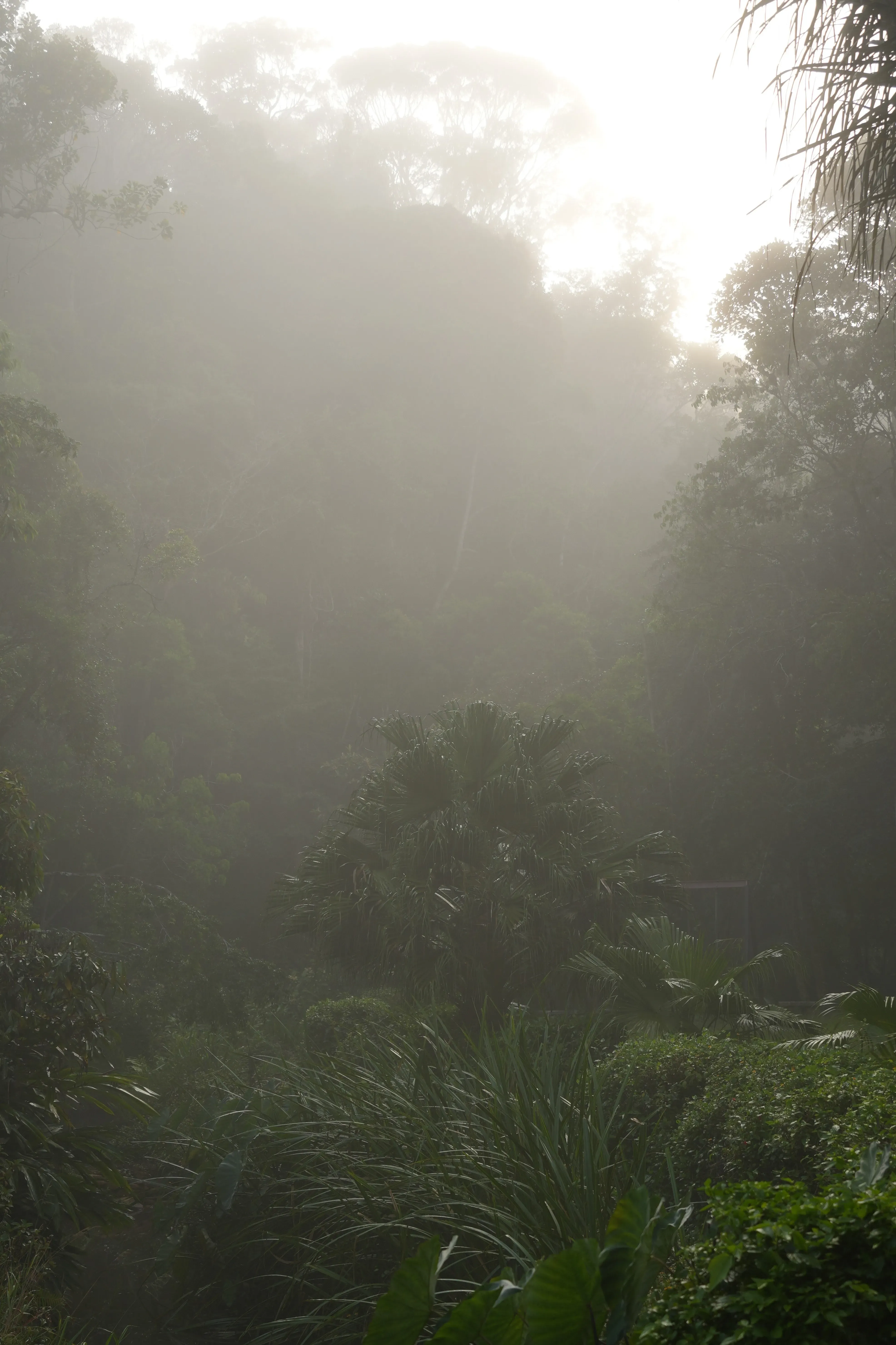 A misty morning in Madagascar. © Duyu Wang A foggy forest with trees