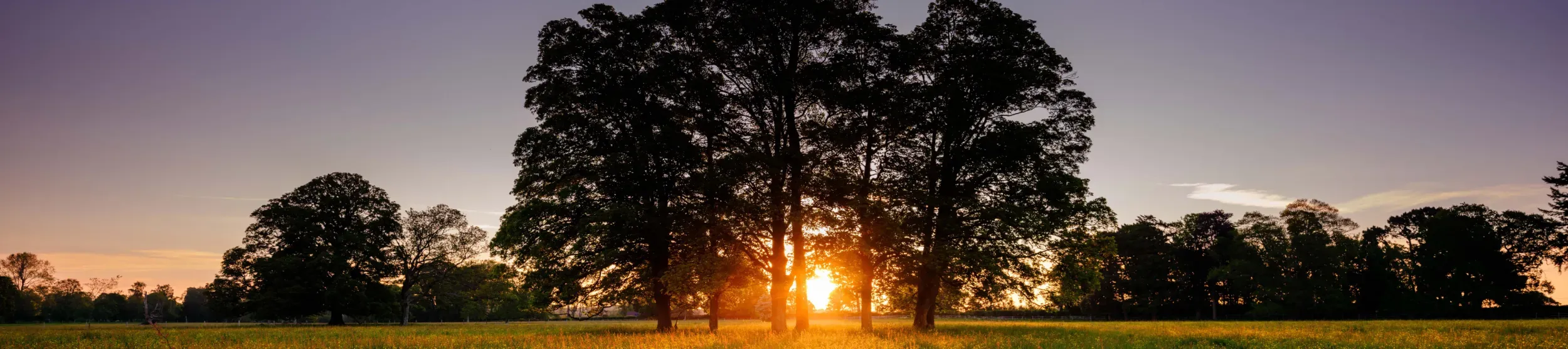 South Park, Jim Holden © RBG Kew South Park at sunset