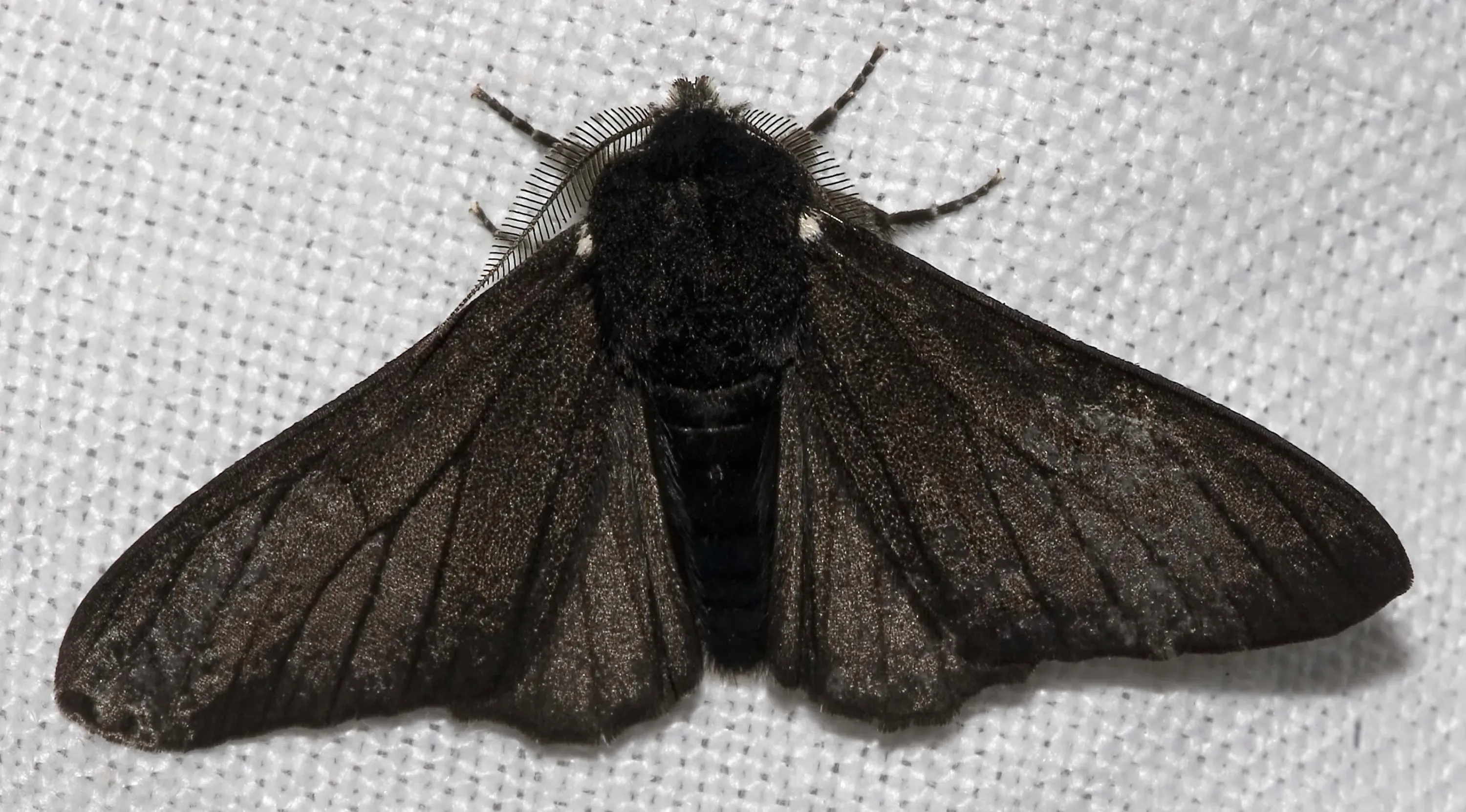 Peppered moth, Biston betularia, black (melanic) form. © Chiswick Chap, CC BY-SA 3.0 A black-coloured moth