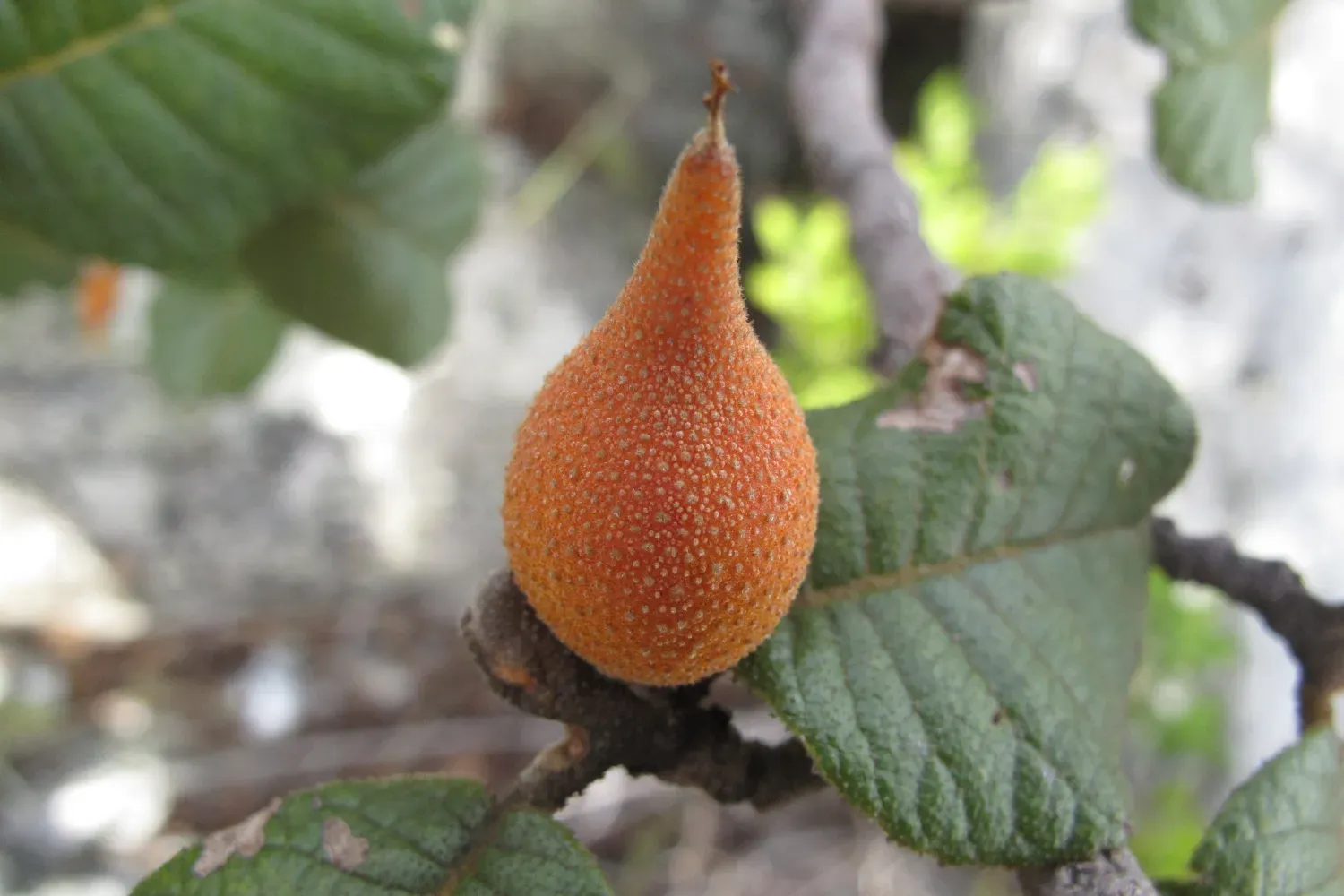 Perrierodendron quartzitorum fruit Perrierodendron quartzitorum fruit
