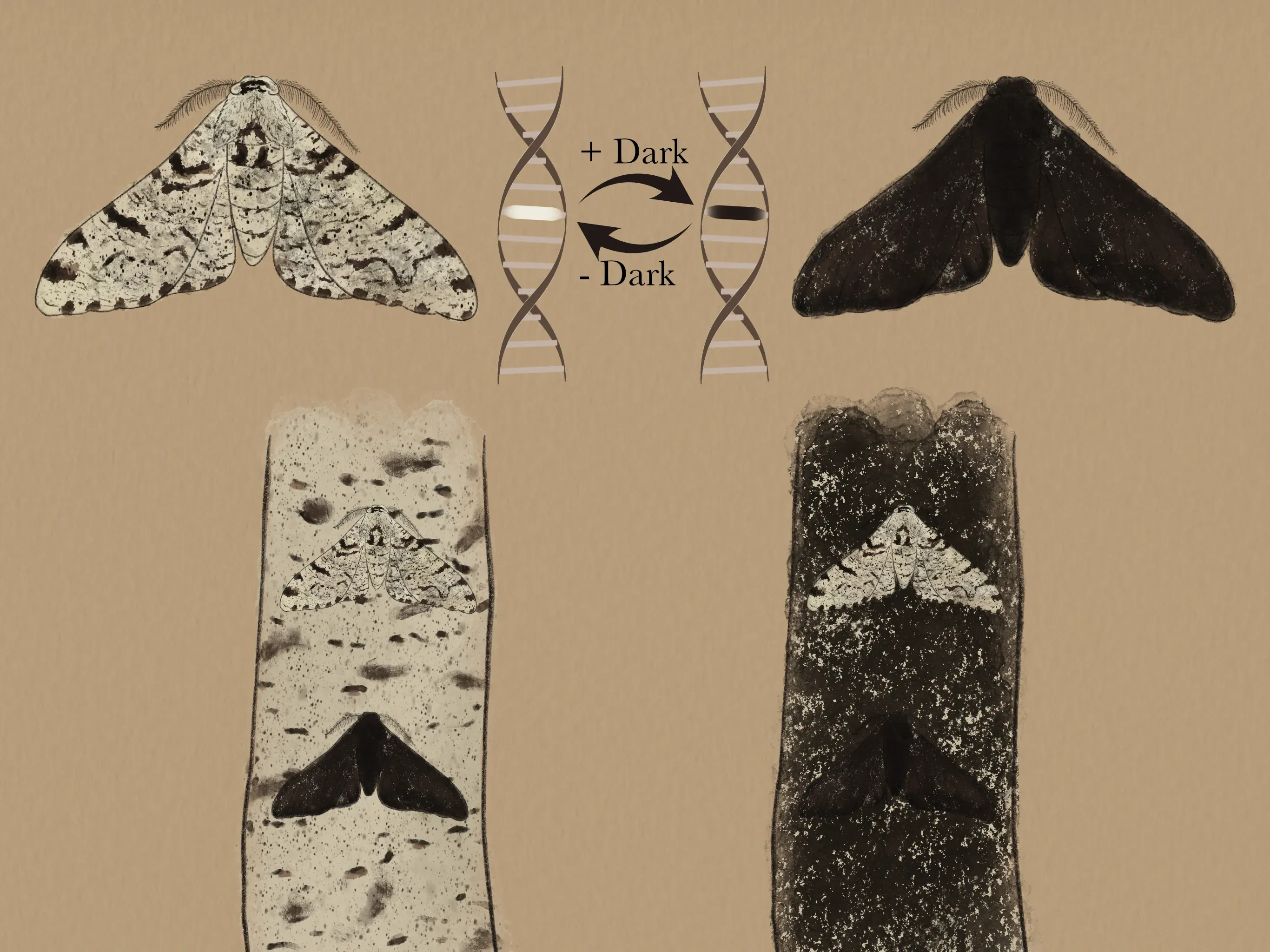 Peppered moths are either pale or black depending on a single genetic mutation. © Natasha Ward, RBG Kew Illustration of peppered moth monogenic evolution