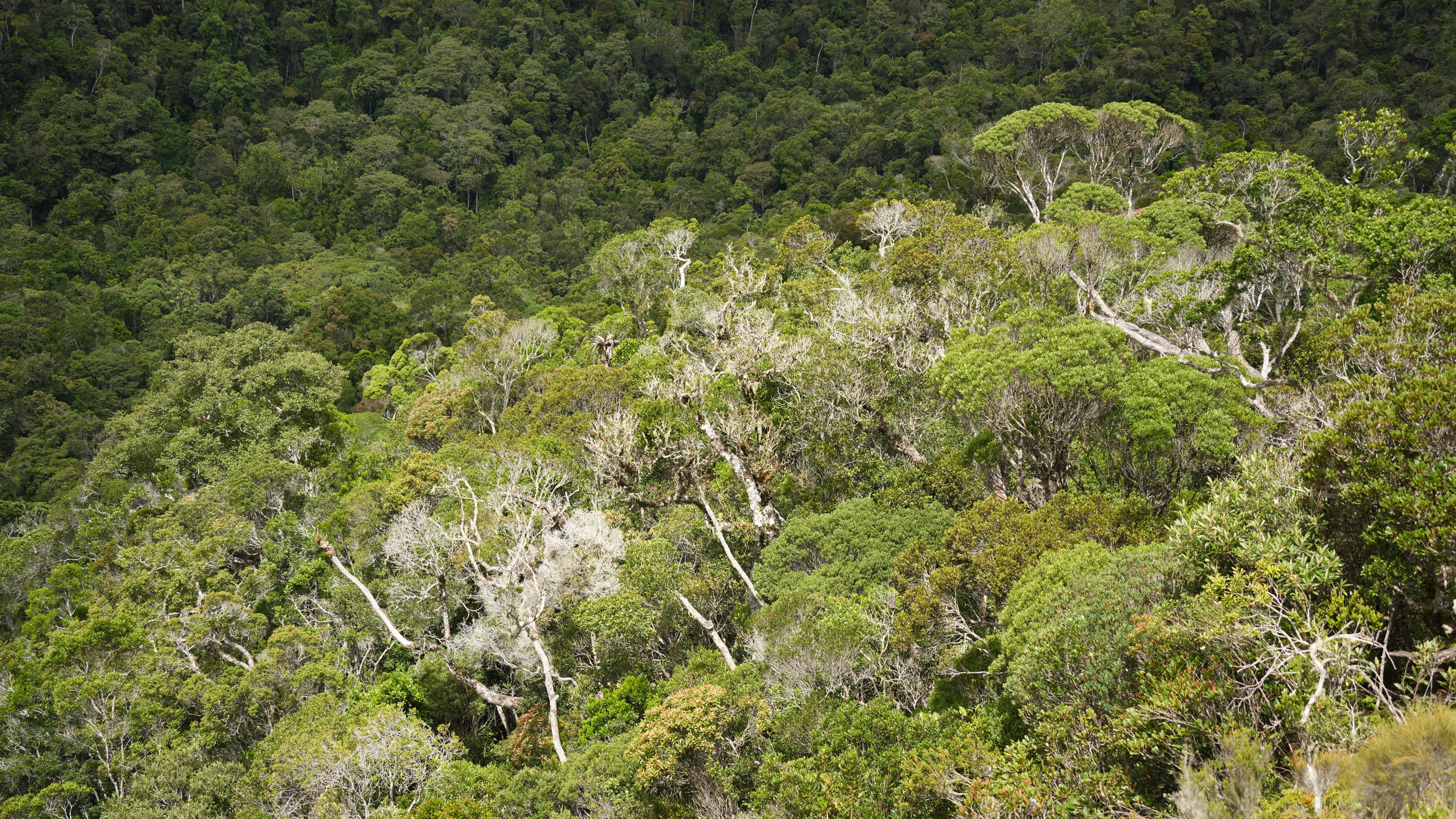 Forest view from above in Maromizaha natural reserve. © Duyu Wang A forest landscape viewed from above