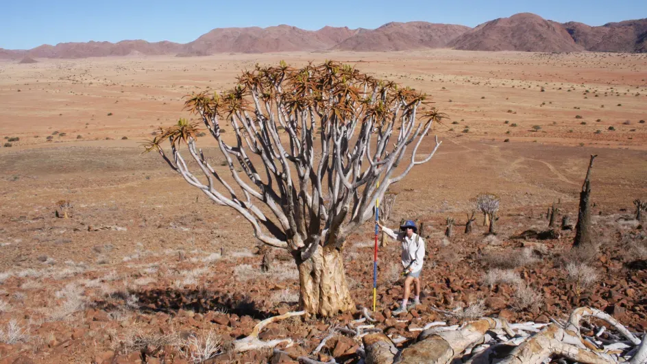 Quiver tree in South Africa © Kayleigh Murray