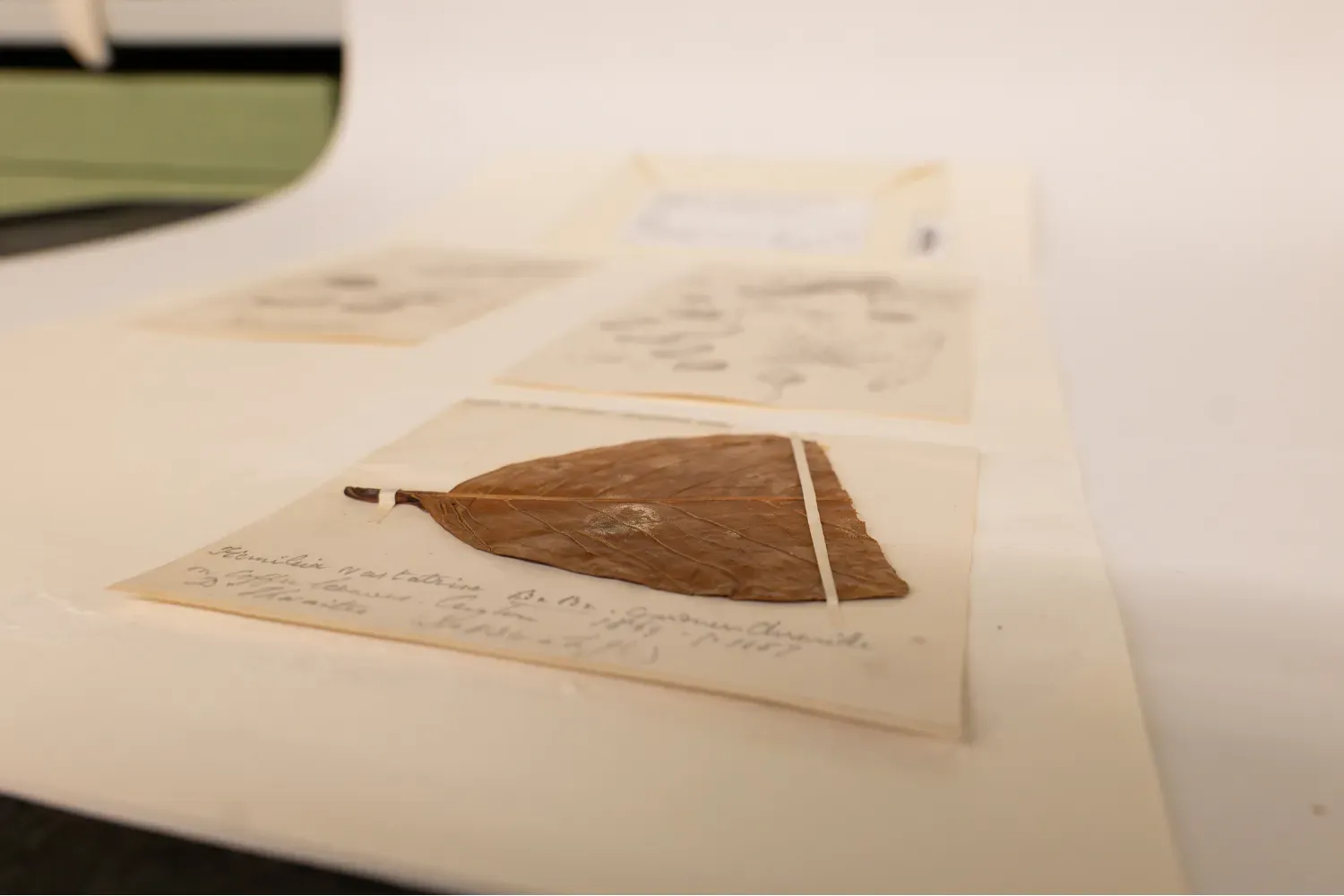 Coffee leaf rust specimen – Hemileia vastatrix A preserved leaf specimen showing signs of fungal infection, mounted on herbarium paper alongside botanical sketches.
