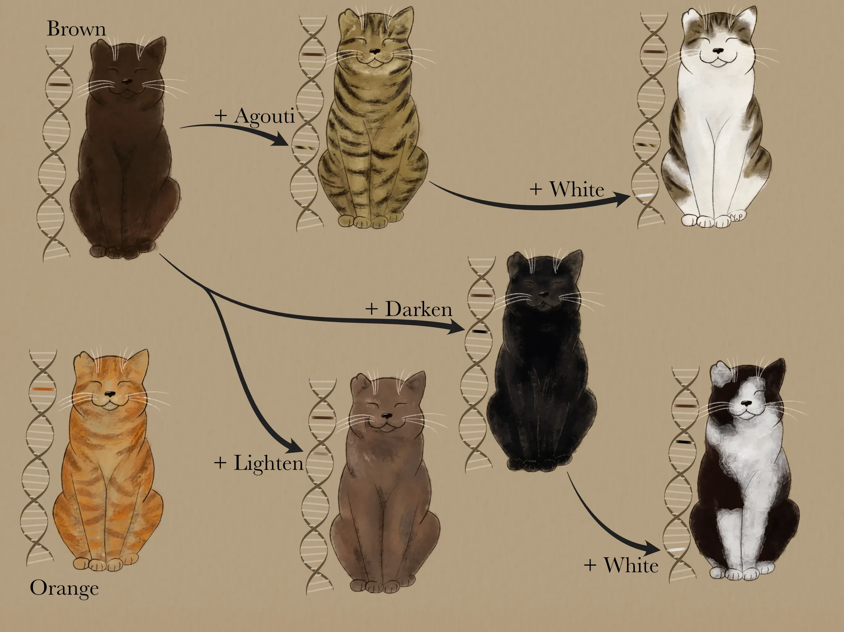 Cat fur colour is decided by multiple genes interacting with each other. © Natasha Ward Illustration of polygenic cat fur colour