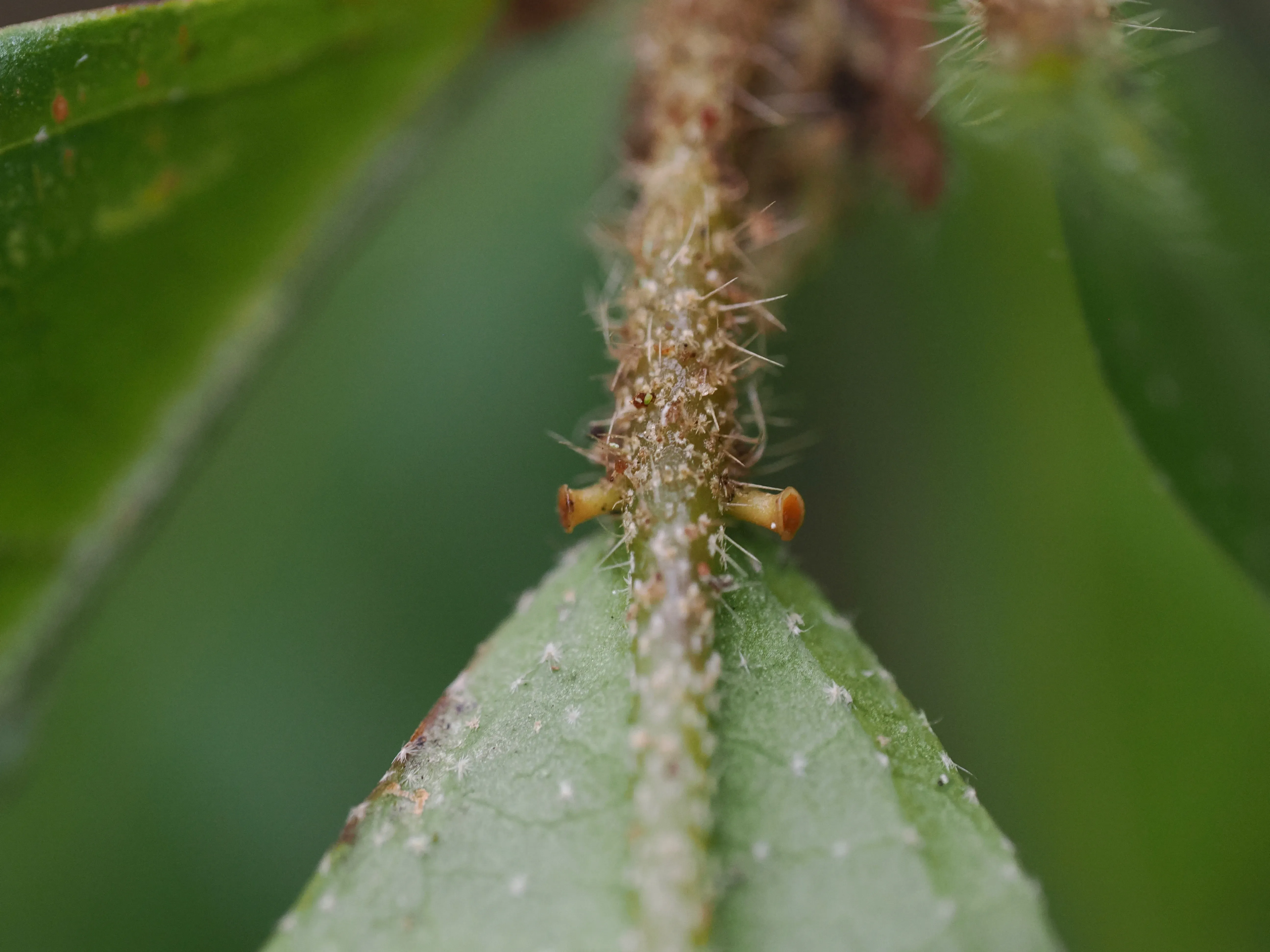 Some species in the Croton genus have trumpet-shaped glands at the base of the leaf. © Gaia Caravella A close-up of the base of a leaf with trumpet shaped glands on either side