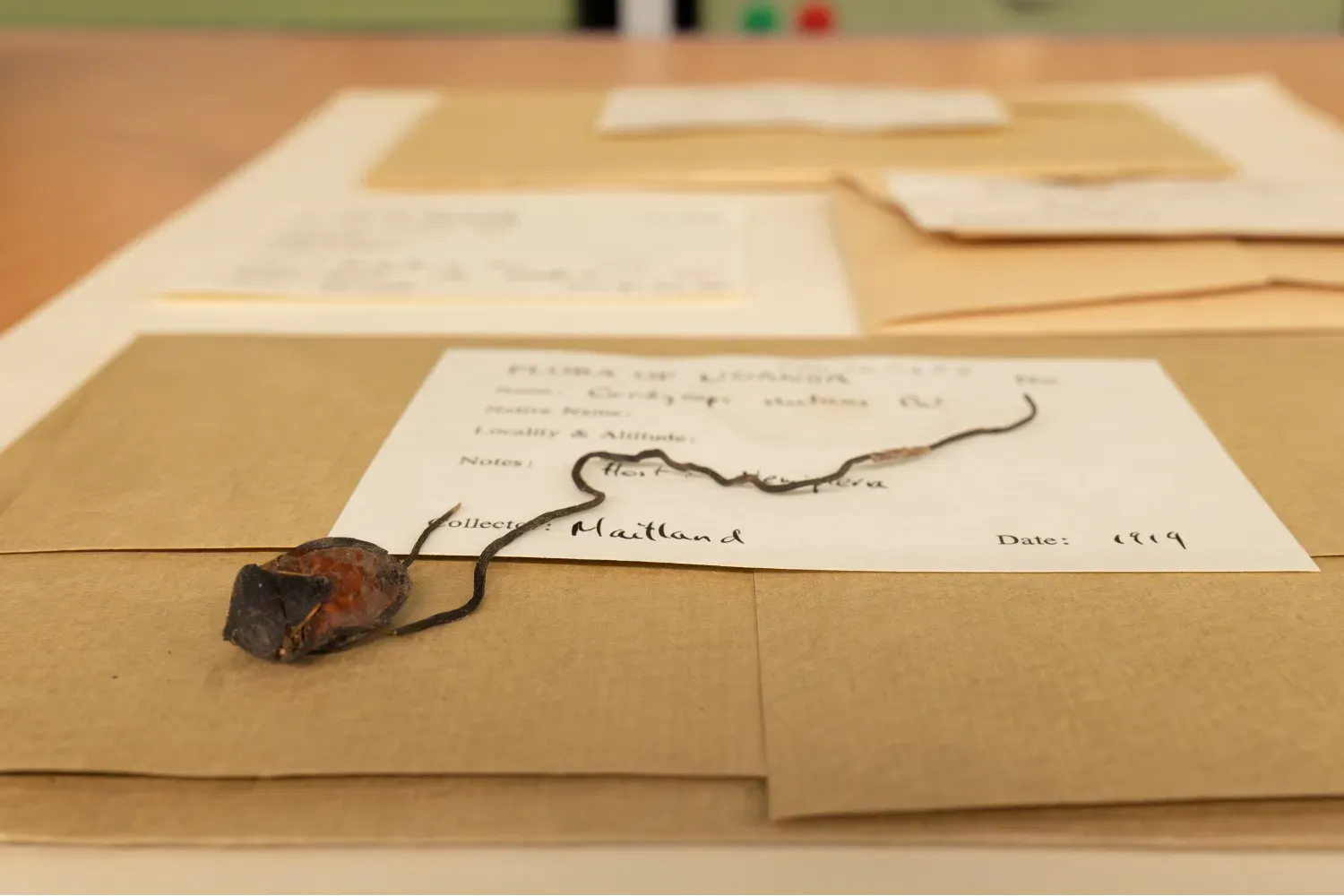 Digitised specimen of insect-infecting fungus Ophiocordyceps nutans A dried fungal specimen mounted on paper, showing the fruiting body of an insect-infecting fungus.