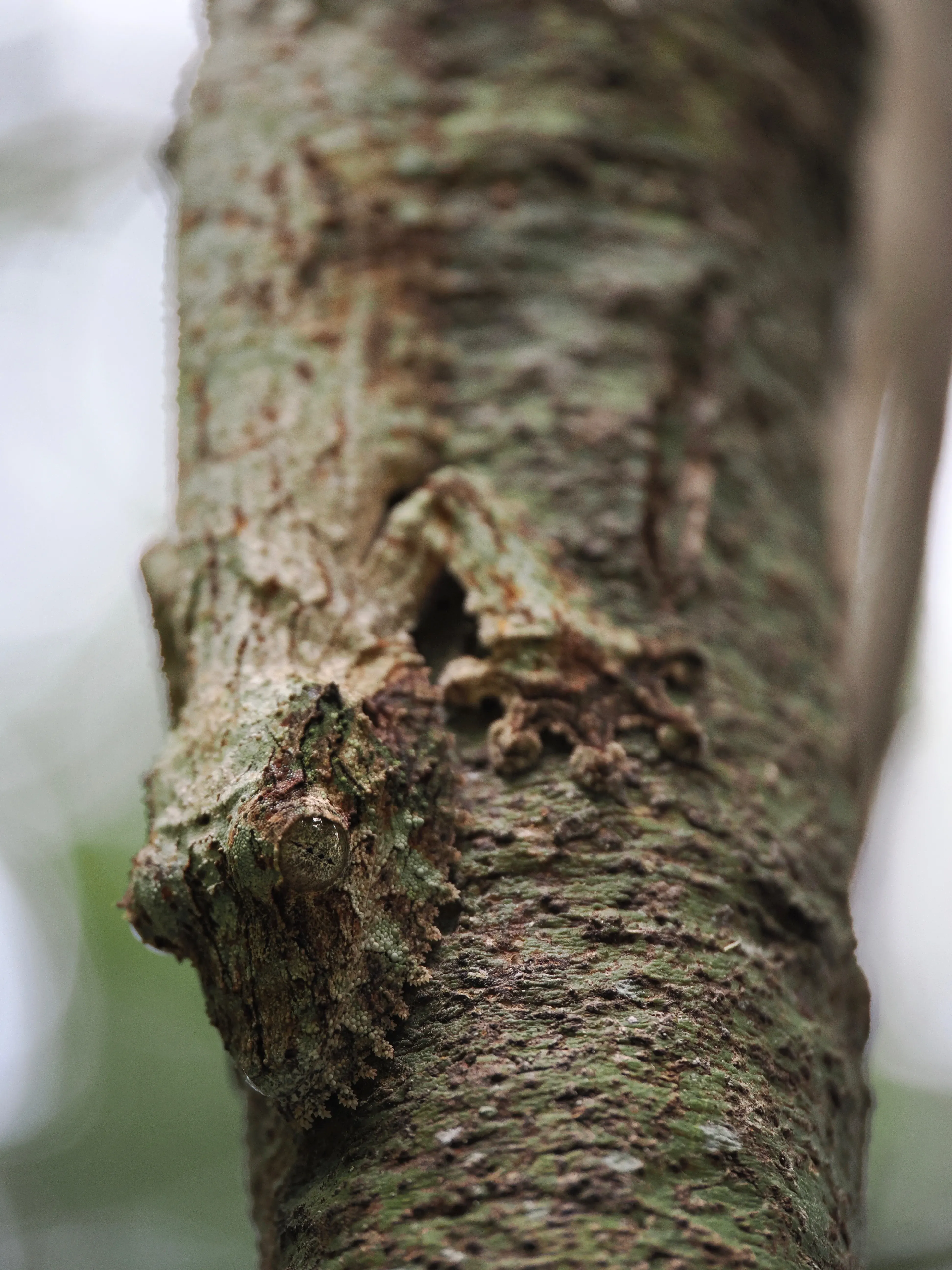 Mossy leaf-tailed gecko camouflaged on the branch of a tree. © Gaia Caravella Close-up of a gecko camouflaged on a tree branch