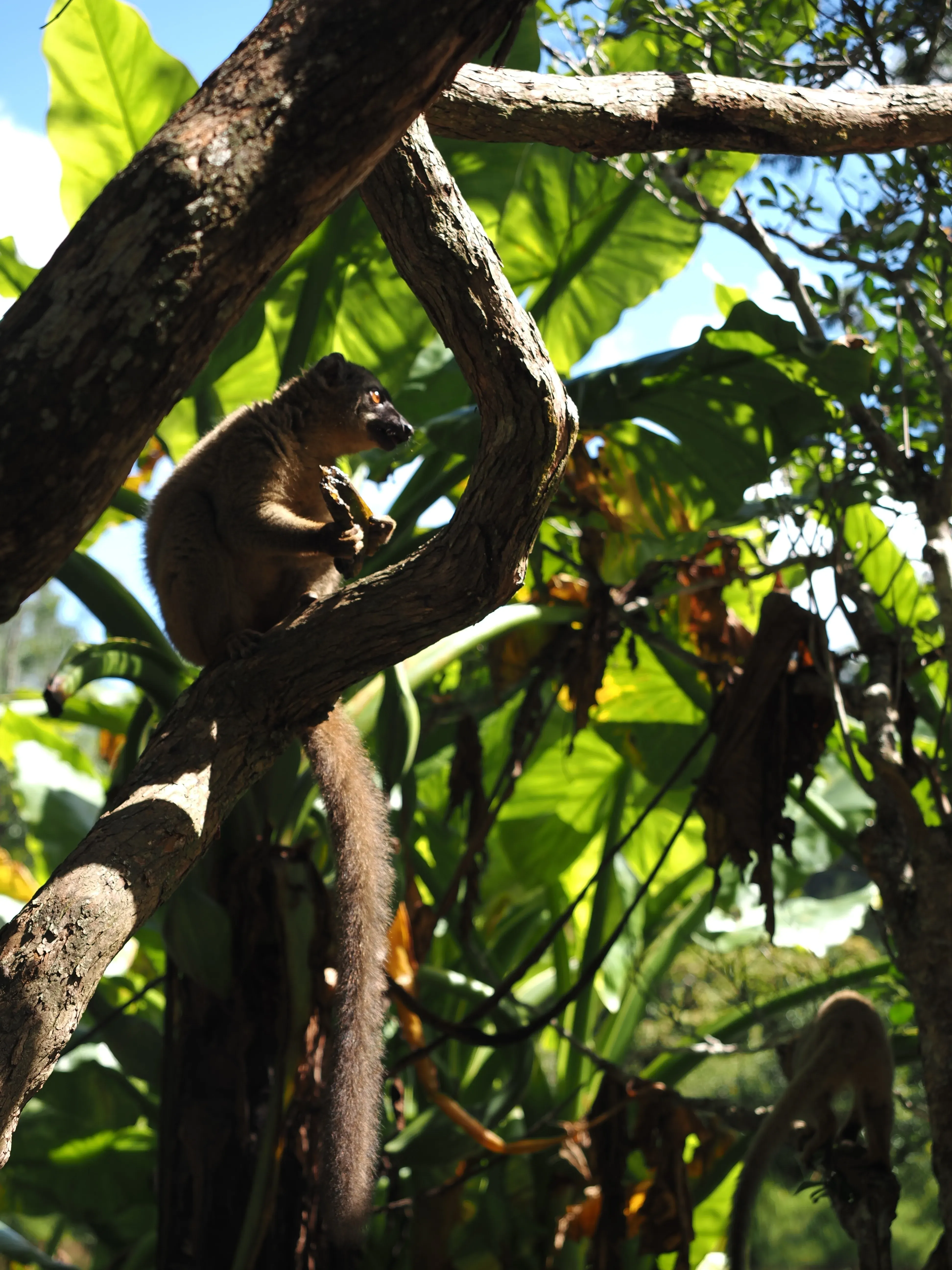 Common brown lemur. © Gaia Caravella A lemur sitting on a tree branch