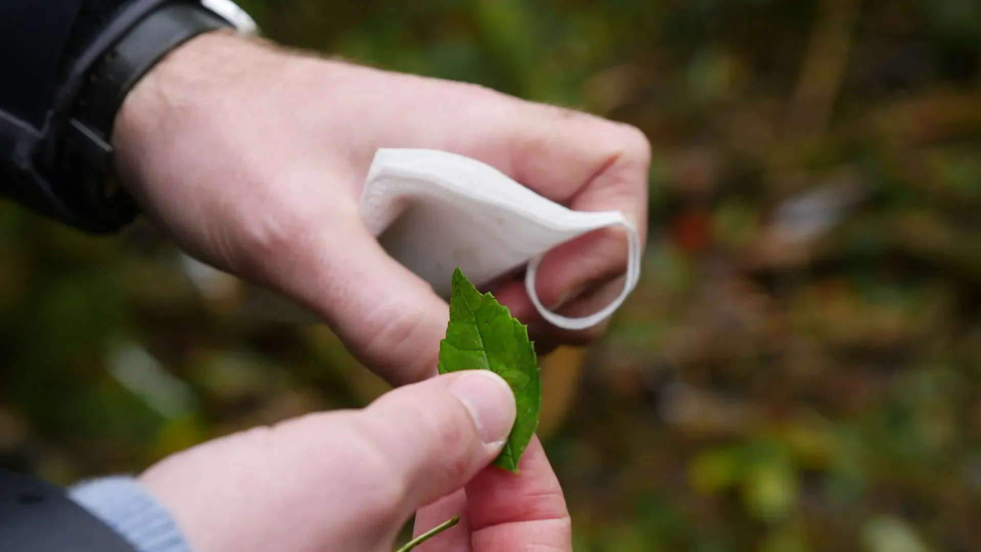 Prof Richard Buggs collecting leaves for DNA extraction. Ellen McHale © RBG Kew. Close up of Richard Buggs’ hands, holding a small white bag in one hand and a green ash leaf in the other.