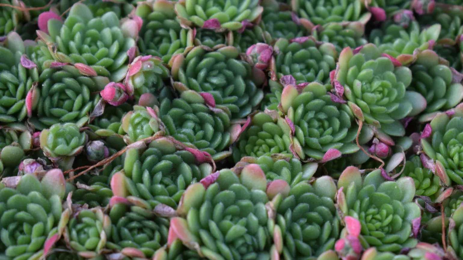 Succulents in the Davies Alpine House Succulents in the Davies Alpine House