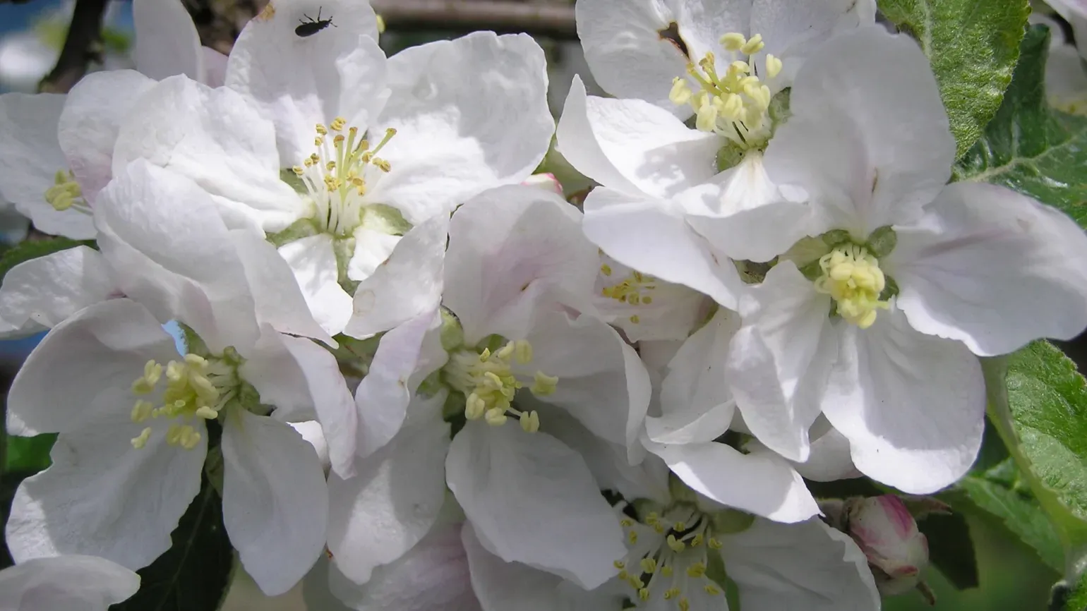 Apple blossom © Igor Sheremetyev White apple blossom flowers