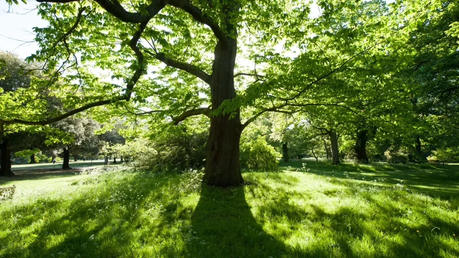 The Arboretum, RBG Kew