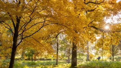 Autumn forest bathing Autumn forest bathing