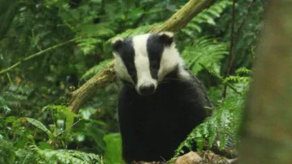 Wakehurst Badger Watching A badger peaking through two trees