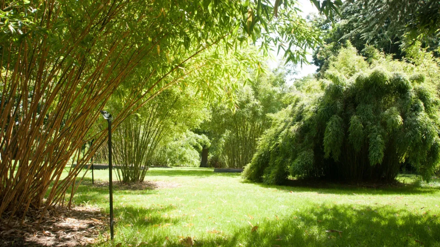 Bamboo garden, Royal Botanic Gardens, Kew