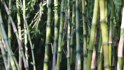 Bamboo Garden