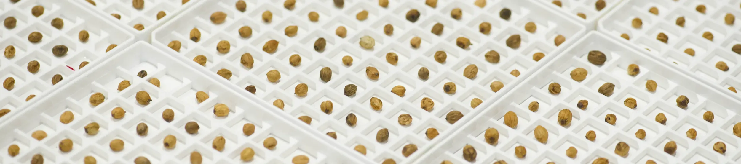 Tree seeds stored on the Seed Traits for Tree Production project. ©RBG Kew A collection of traits contain hundred of seeds each stored in their own individual divot.