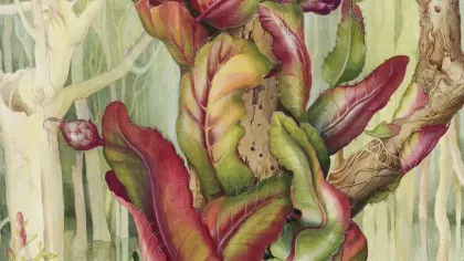 Margaret Mee Moonflower Margaret Mee Moonflower