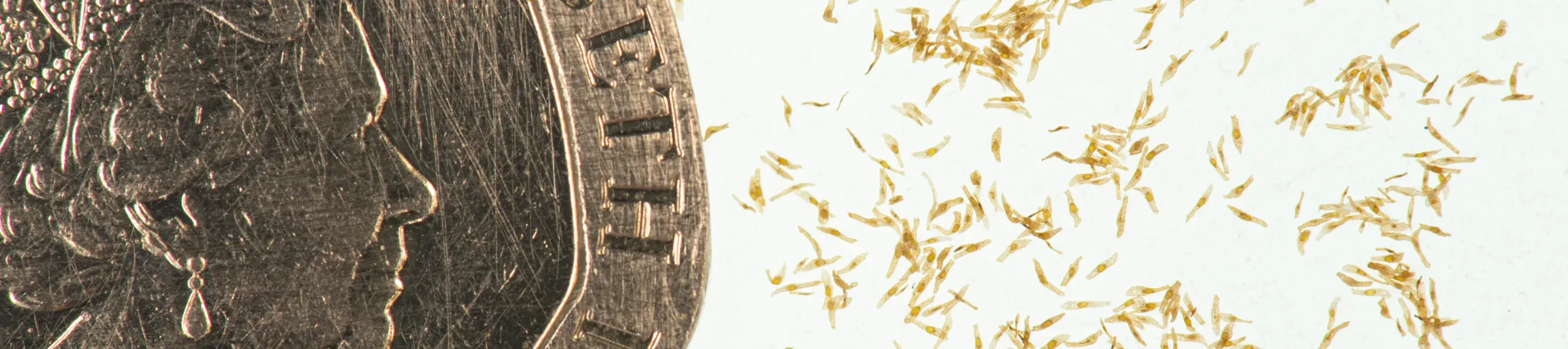 A 20p coin shows the scale of these tiny orchid seeds © RBG Kew A 20p coin is next to tiny orchid seeds, the coin is far larger