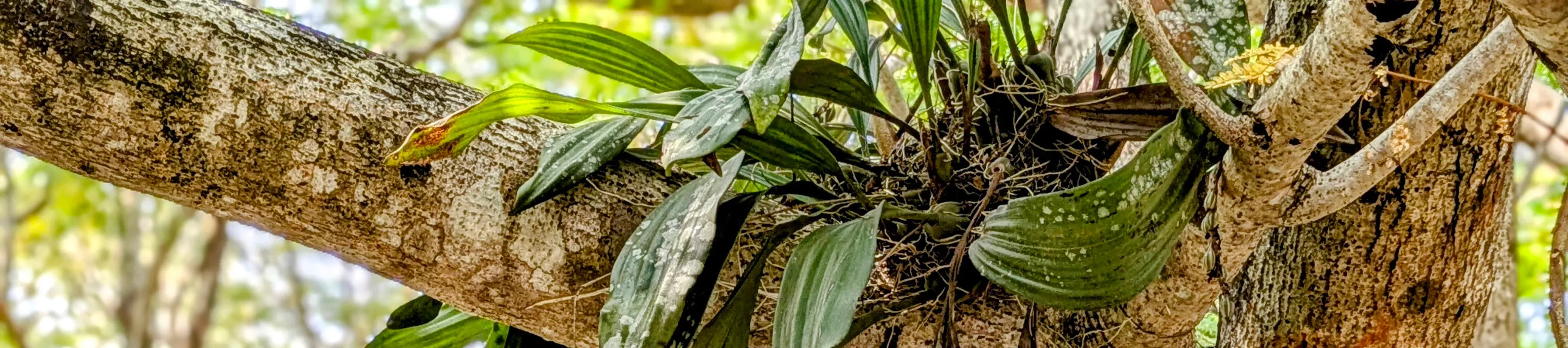 A translocated orchid grows at the connecting point of two branches on a large tree