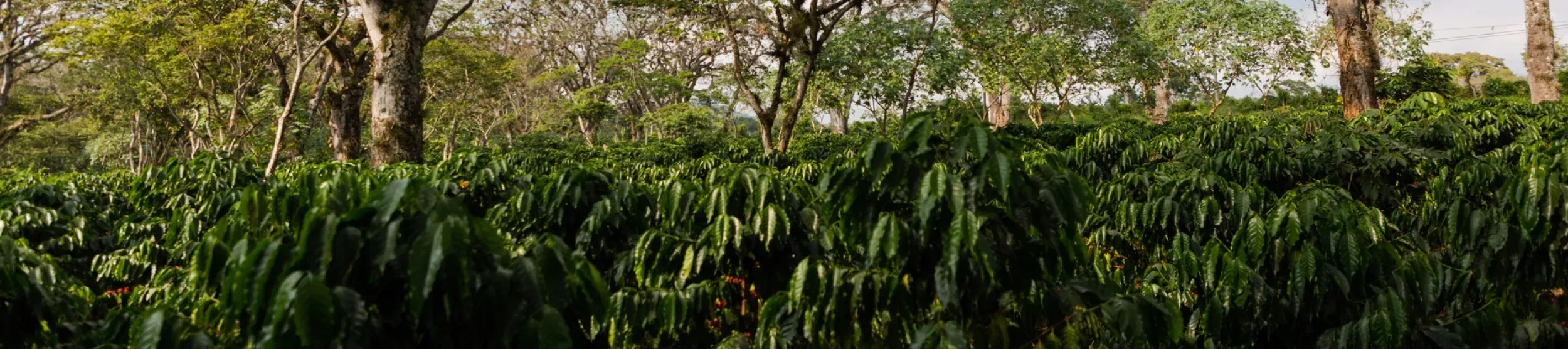 Shade-grown coffee farm in Veracruz, Mexico – an approach that preserves tree cover, has the potential to support biodiversity and provide livelihoods for local farmers ©RBG Kew A set of coffee plants growing under trees