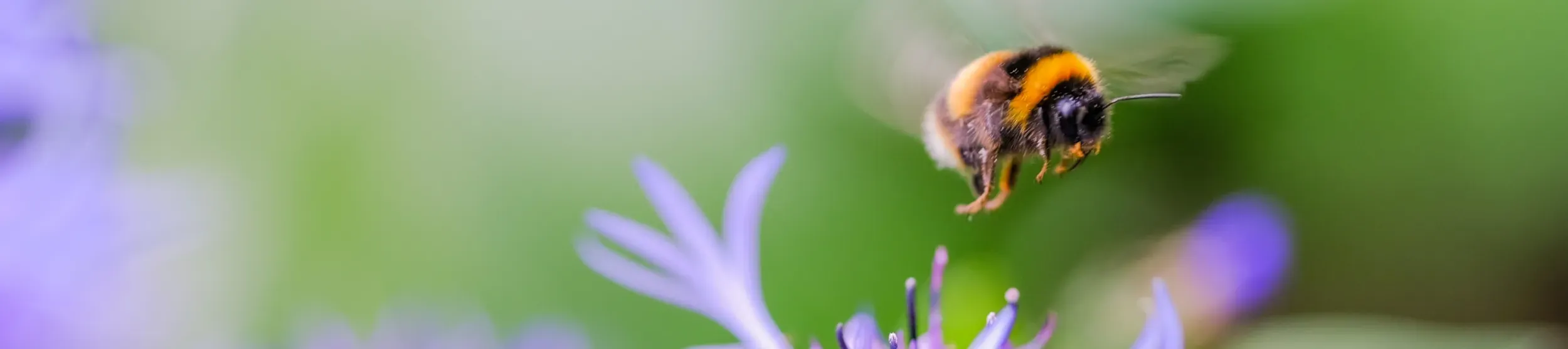 Bee A bumble bee flying near a purple flower